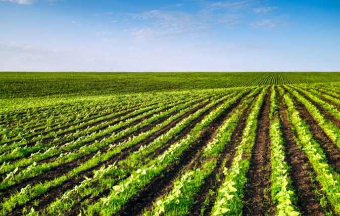 1682476494156795.png 土壤缺什么?補(bǔ)什么?